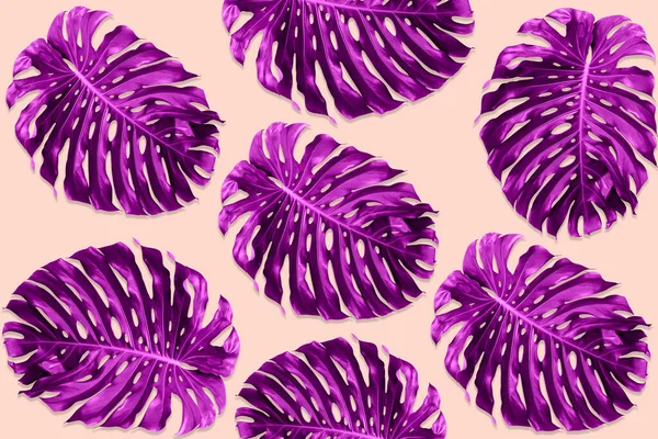 Green Monstera Leaves Pattern Made Violet Nature Concept Tropical Leaf — Stock Photo, Image