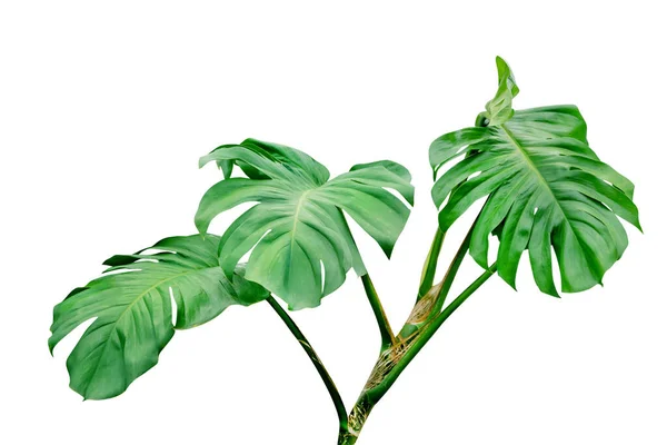 Padrão Folhas Verdes Árvore Monstera Isolado Fundo Branco Incluem Caminho — Fotografia de Stock