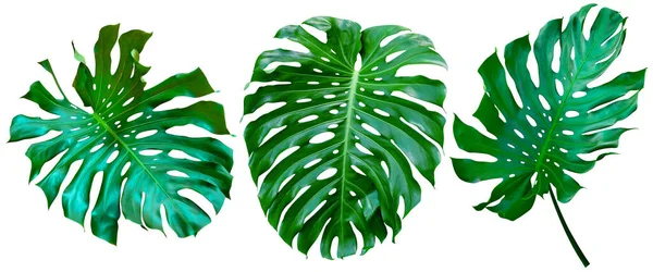 緑の葉のパターン 白い背景に隔離されたコレクションの葉の怪物 — ストック写真