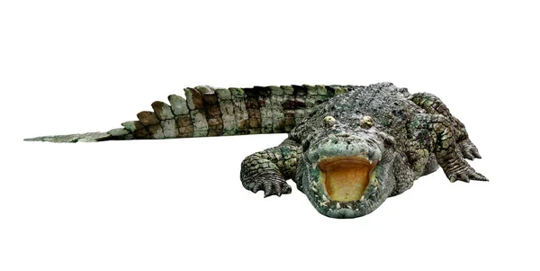 Krokodil Elszigetelt Fehér Háttér — Stock Fotó
