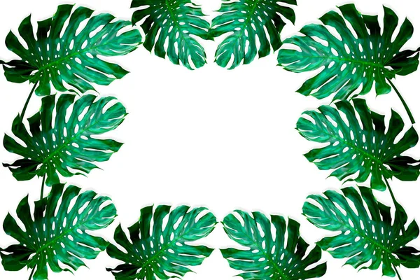 Grüne Monsterblätter Muster Für Naturkonzept Tropisches Blatt Isoliert Auf Weißem — Stockfoto