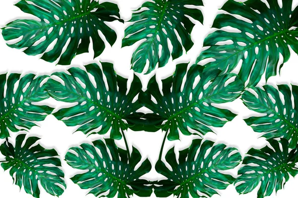 Zelená Monstera Listy Vzor Pro Přírodu Koncept Tropické Listy Izolované — Stock fotografie