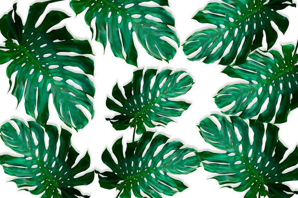緑のモンスターは自然の概念のためのパターンを残します 白い背景に隔離された熱帯の葉 — ストック写真