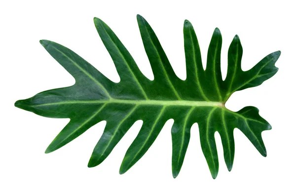 Groene Bladeren Patroon Blad Filodendron Xanadu Geïsoleerd Witte Achtergrond Omvatten — Stockfoto