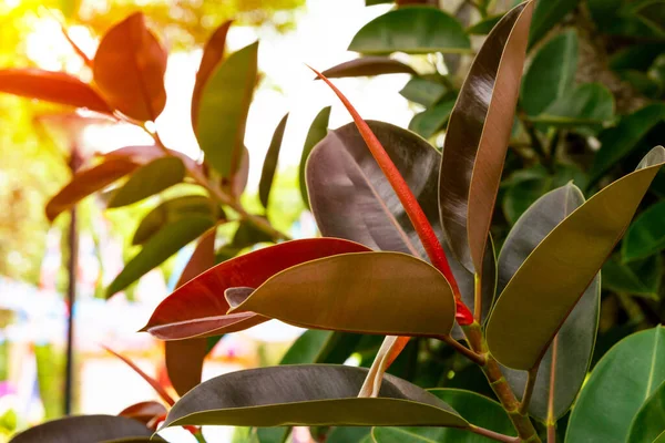 Červenohnědé Listy Vzor Pro Přírodu Koncept Tropické Rostlinné Listy — Stock fotografie