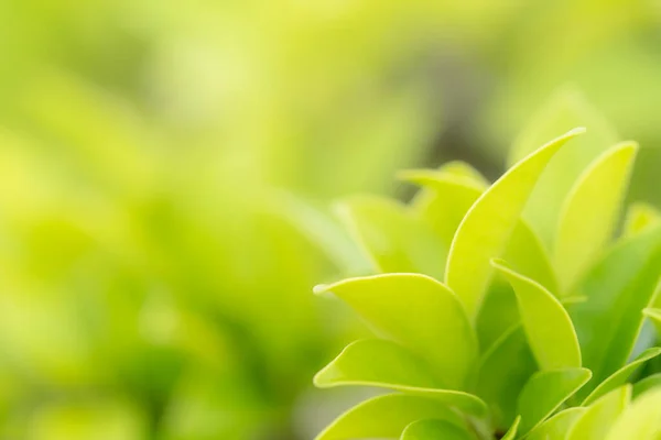 Padrão Folhas Verdes Para Verão Primavera Conceito Temporada Desfoque Folha — Fotografia de Stock