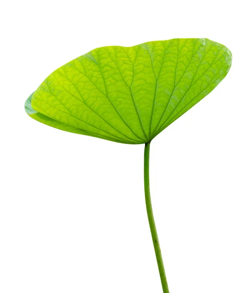 Padrão Folhas Verdes Lótus Folha Isolada Fundo Branco Incluem Caminho — Fotografia de Stock