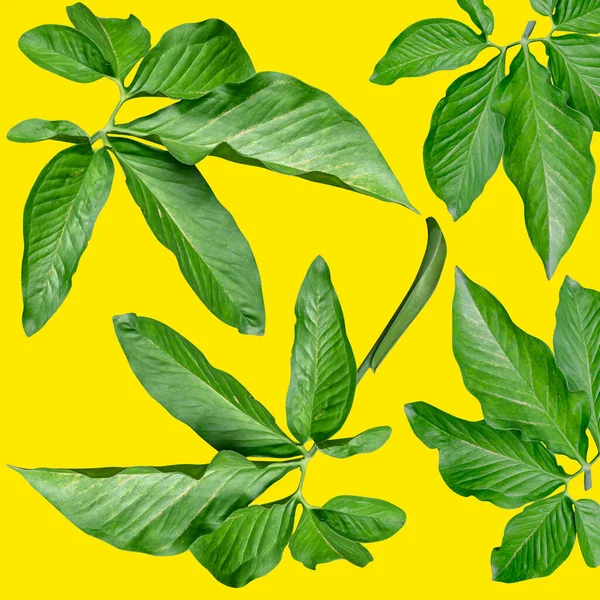Hoja Planta Exótica Tropical Patrón Hojas Verdes Hacen Nuevo Color —  Fotos de Stock