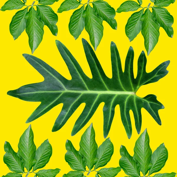 熱帯のエキゾチックな植物の葉 緑の葉のパターンは 黄色の背景に隔離された 自然概念のための新しい色 繊維や生地のデザインのための抽象的な背景を作られています — ストック写真