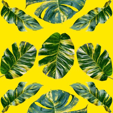 Tropikal egzotik bitki yaprağı, tekstil ve kumaş tasarımı için kusursuz arkaplan, sarı arka planda izole edilmiş.