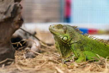 Kapalı yeşil iguana kuru çimenler üzerinde kapalı gözler