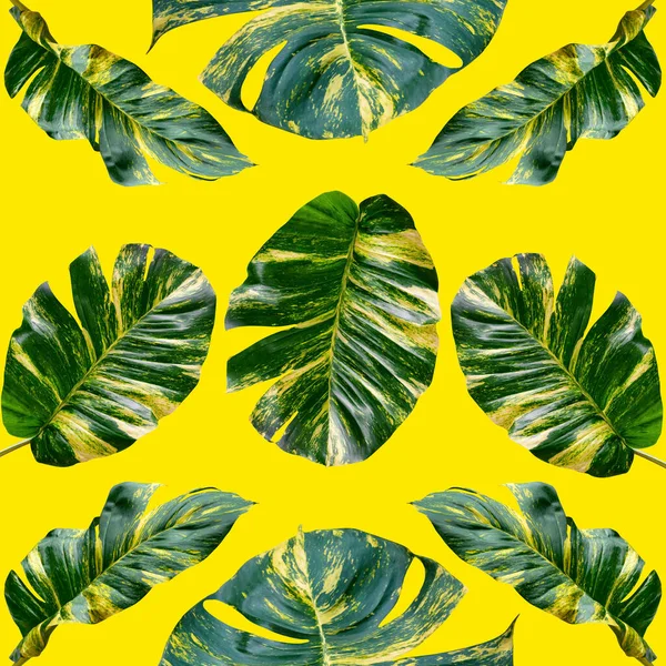 熱帯のエキゾチックな植物の葉 黄色の背景に隔離されたテキスタイルやファブリックデザインのシームレスな背景 — ストック写真