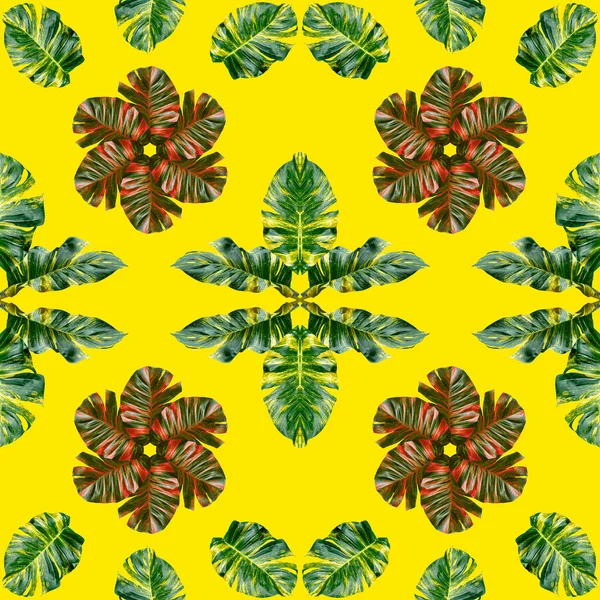 Kleurrijke Bladeren Patroon Voor Natuur Concept Tropische Exotische Plant Blad — Stockfoto