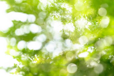 Doğal yeşil bokeh soyut arkaplan, bulanık doku