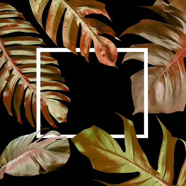 Dry Monstera Leaves Pattern Nature Tropical Leaf Black Background — 스톡 사진