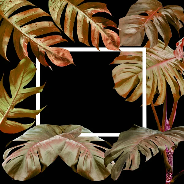 陆生季风叶模式为自然概念 热带叶黑色背景 — 图库照片