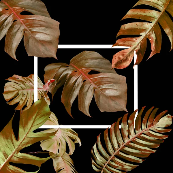 陆生季风叶模式为自然概念 热带叶黑色背景 — 图库照片