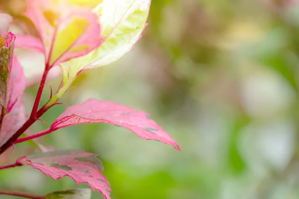 Verde Rosa Folhas Padrão Para Verão Primavera Conceito Estação Folha — Fotografia de Stock