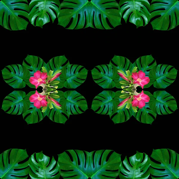 Groen Monstera Bladeren Patroon Voor Natuur Concept Tropisch Blad Textuur — Stockfoto