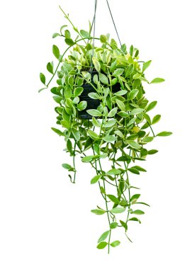 yeşil yapraklar desen, yaprak Dischidia nummularia Variegata beyaz arkaplanda izole
