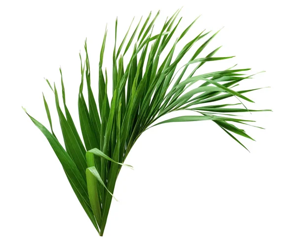 Zelené Listy Vzor List Palmy Izolované Bílém Pozadí — Stock fotografie