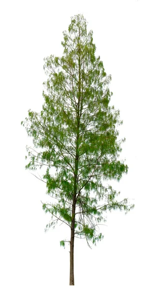 Pinheiros Trópicos Isolados Fundo Branco Padrão Folhas Verdes — Fotografia de Stock