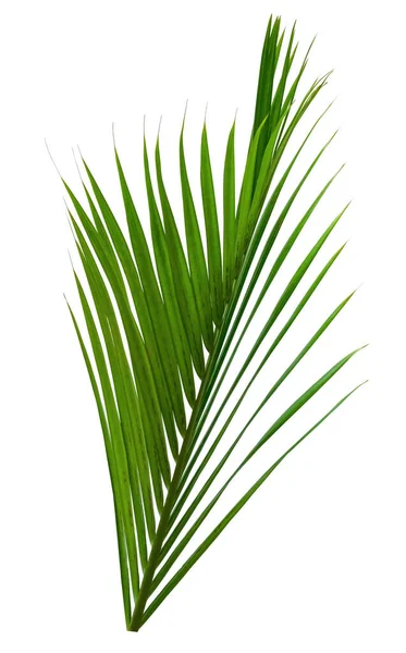 Groene Bladeren Patroon Blad Palmboom Geïsoleerd Witte Achtergrond — Stockfoto