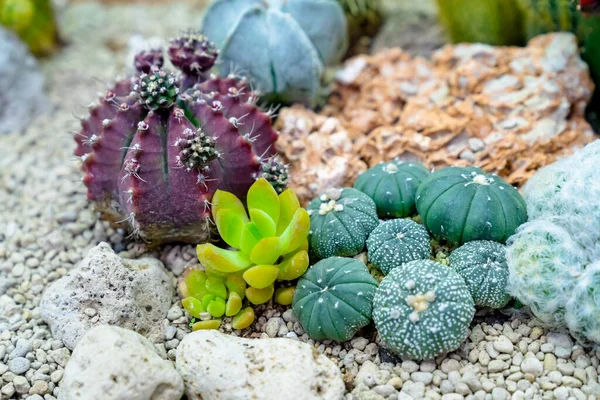 Closeup Various Cactus Plants Garden — Stock Photo, Image