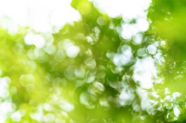 Doğal yeşil bokeh soyut arkaplan, bulanık doku