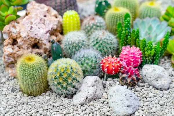 Closeup Various Cactus Plants Garden — Stock Photo, Image