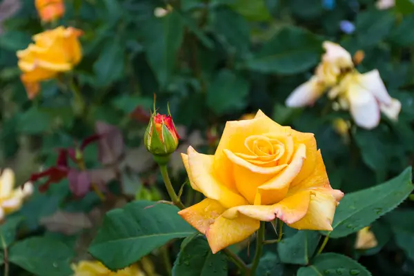 Schöne Gelbe Rose Einem Garten Mit Wassertropfen Nahaufnahme — Stockfoto