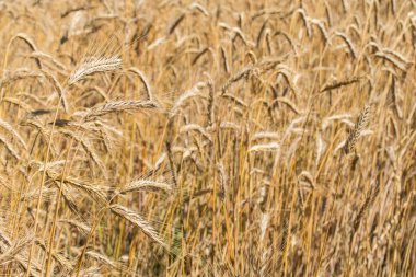 Harika sarı buğday tarlaları yazın hasat edilmeye hazır.