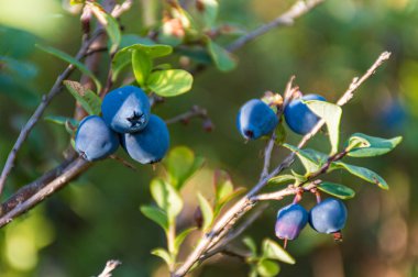 Taze organik böğürtlenler çalılıklarda, yazın yeşil yapraklarla, yakın.