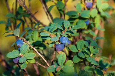 Taze organik böğürtlenler çalılıklarda, yazın yeşil yapraklarla, yakın.
