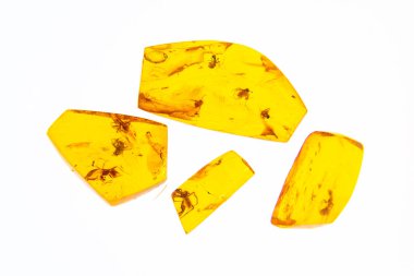 Litvanya 'daki Palanga Amber Müzesi' nde sergilenen büyük kehribar parçalarından oluşan güzel bir grup. 