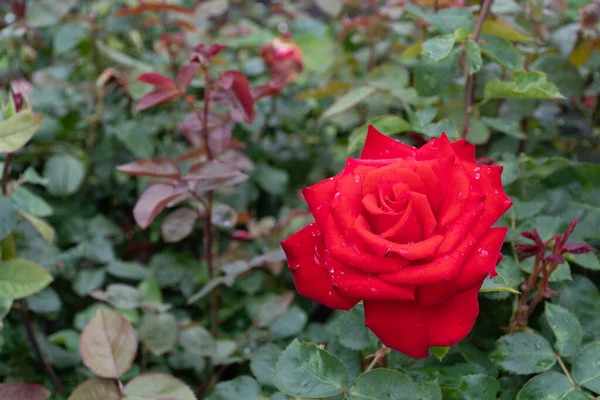 Schöne Rote Rose Einem Garten Mit Wassertropfen Nahaufnahme — Stockfoto