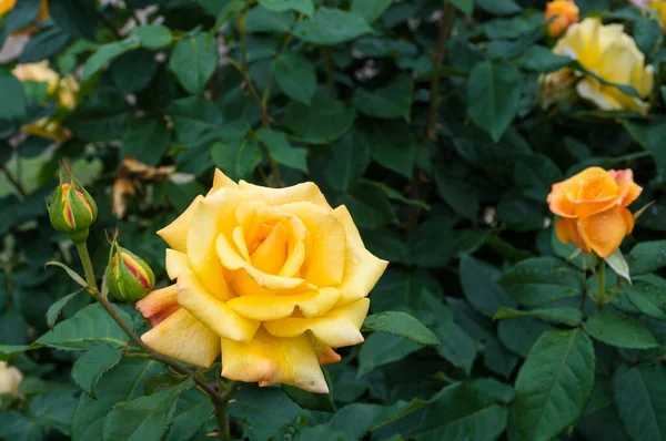 Rosa Amarela Bonita Jardim Com Gotas Água Close — Fotografia de Stock