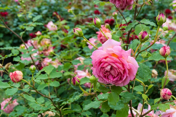 Schöne Rosa Rose Einem Garten Mit Wassertropfen Nahaufnahme — Stockfoto