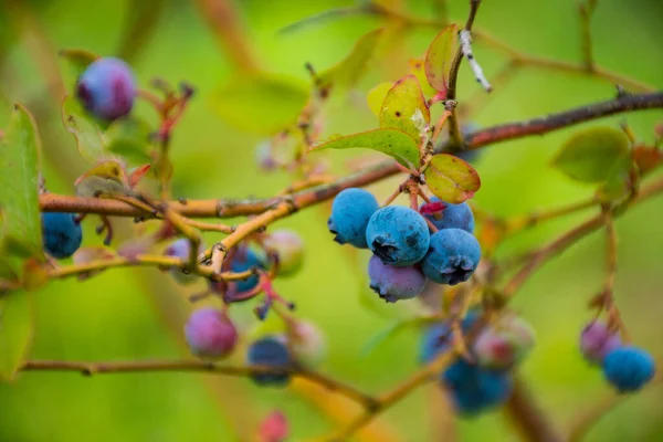 Fresh cultivated bio blueberries on the bush with green leaves, close up