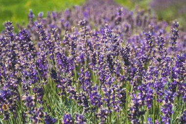 Lavanta tarlasında güzel mor çiçekler