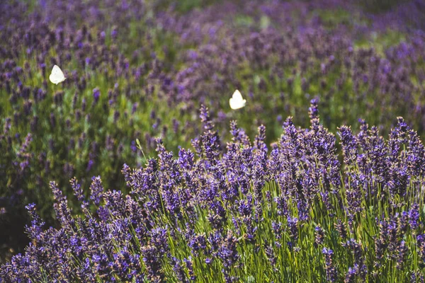 Piękne Fioletowe Kwiaty Polu Lawendy Motylami — Zdjęcie stockowe