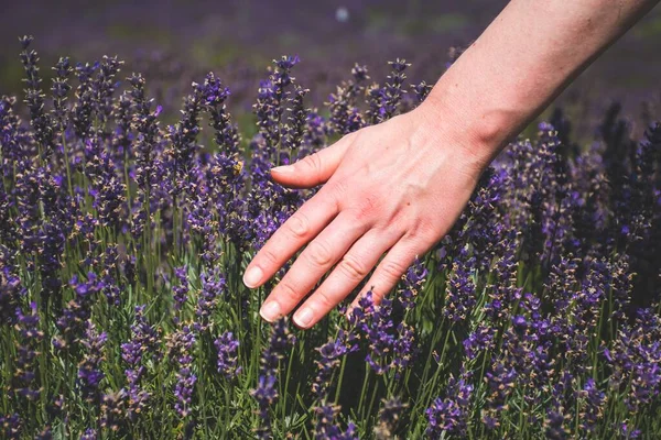 Main Caucasien Fille Caressant Fleurs Dans Lavande Champ — Photo