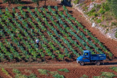 Üzüm tarlası ya da üzüm bağı çiftçi, hava manzaralı. 