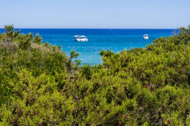 Ardıç ağaçları ve Akdeniz mavisi çalılar ve arka planda tekneler 
