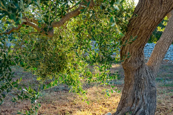 Güzel Zeytin Ağacının Gövdesi Yaprakları Günbatımında Güneş Işınlarıyla Kırsalda — Stok fotoğraf