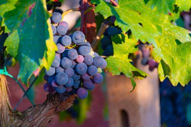 Kırsalda yeşil yapraklı üzüm bağlarında siyah şarap üzümleri, Puglia, İtalya