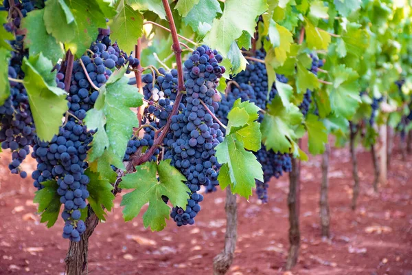 Kırsalda Yeşil Yapraklı Üzüm Bağlarında Siyah Şarap Üzümleri Puglia Talya — Stok fotoğraf