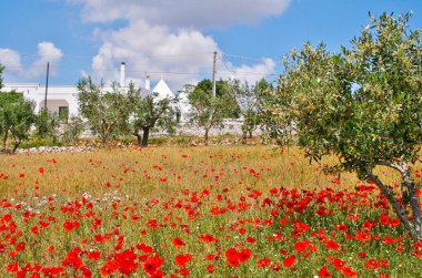Kırmızı gelincikler, zeytin ağaçları ve sarı buğday tarlaları Puglia, İtalya 'da antik trulli evleri olan