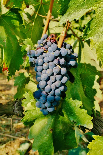 Black Wine Grapes Vineyard Green Leaves Countryside Puglia Italy Vertical — Stock Photo, Image