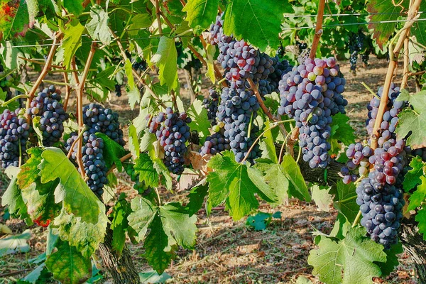 意大利普利亚农村绿叶葡萄园中的黑葡萄酒葡萄 — 图库照片
